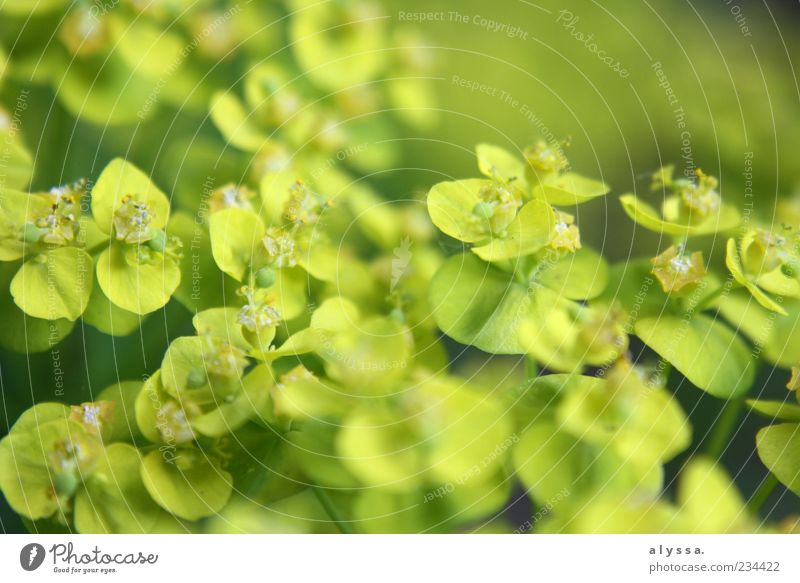 Green cabbage. Environment Nature Plant Yellow Colour photo Exterior shot Deserted Blur Blossom Leaf Light green Worm's-eye view Fresh Copy Space top