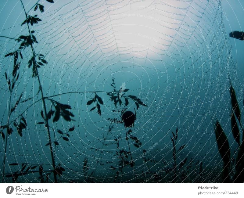 ...gone into the net Animal Wild animal Spider 1 Net Nature Network Blue Dew Wet Damp Drops of water Large Middle Spider's web Deserted Spain Way of St James