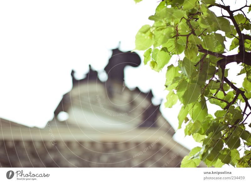 hbk Leaf Dresden Old town Manmade structures Building Gable Cornice Sculpture Discover Green Exceptional Sunlight Twigs and branches Shallow depth of field