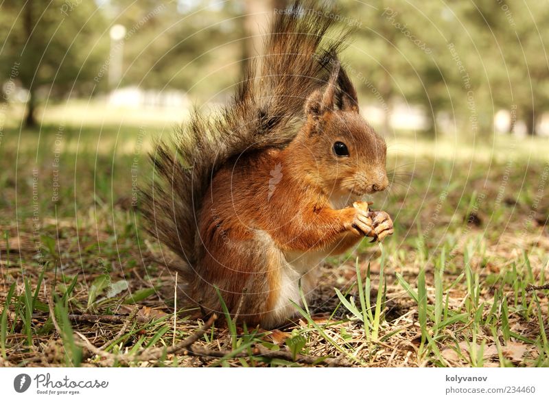 squirrel Beautiful Animal Tree Small Natural Speed Brown nice wildlife ears claws amusing fluffy Brisk protein Deserted