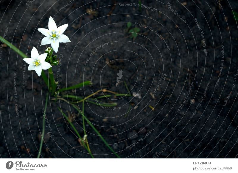 Untitled Garden Environment Nature Plant Earth Spring Summer Flower Field Blossoming Gloomy Dry Yellow Black White Sadness Star (Symbol) Colour photo