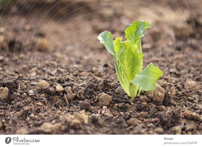 Who sows, who ... Spring Plant Growth Fresh Brown Green Domestic farming Iceberg lettuce Plantlet Colour photo Exterior shot Close-up Deserted Copy Space left