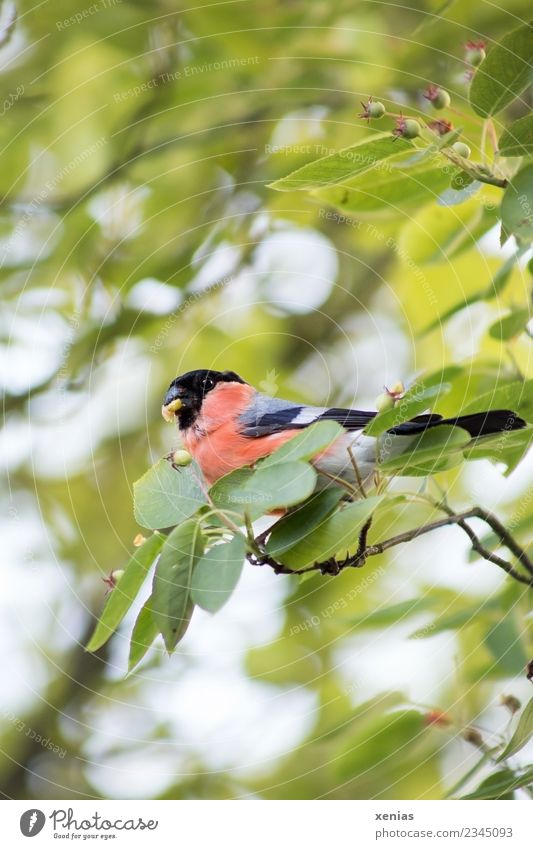 red shining bullfinch with pome fruit in its beak sits in the rock pear birds Bullfinch Nature spring tree flaked Foliage plant Pomacious fruits Rose plants