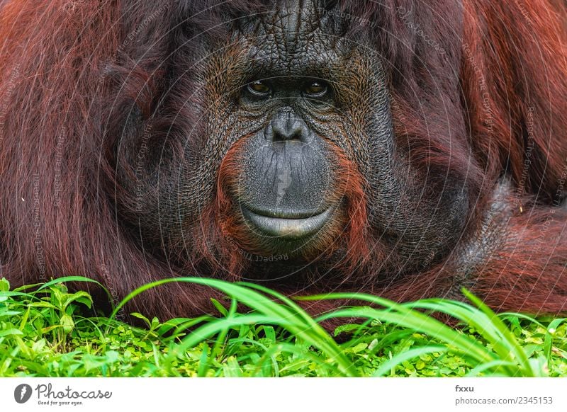 Close Up Recording of a horizontal orangutan Nature Facial hair Beard Hair Hairy chest Animal Wild animal Animal face Zoo 1 Observe Think Relaxation Hang