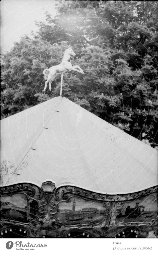 Montmartre White Beauty II Paris Capital city Tourist Attraction Carousel Hobbyhorse Infancy Analog Rotate Old Horse Bushes Twigs and branches Deserted