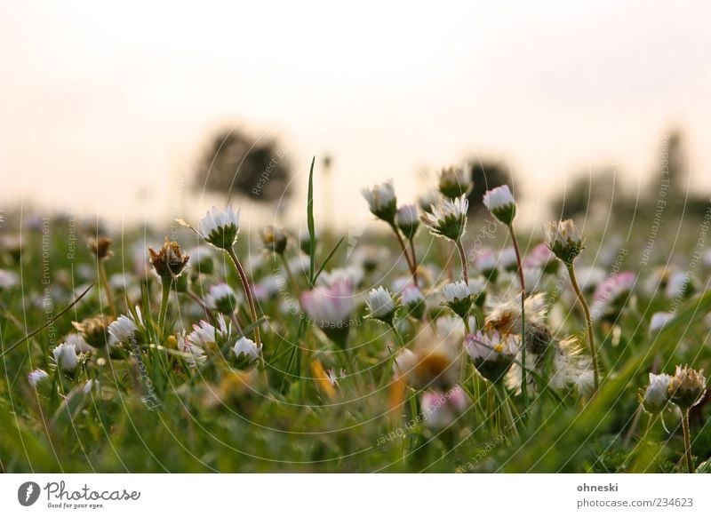 Good morning again Nature Plant Beautiful weather Flower Daisy Park Meadow Green Optimism Peaceful Hope Colour photo Exterior shot Copy Space top Twilight