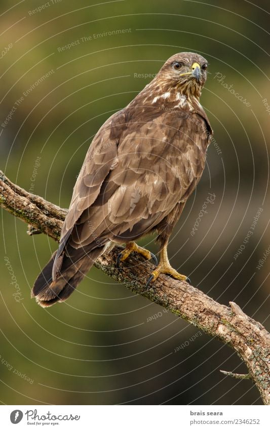 Common Buzzard (Buteo buteo), perched on a trunk, Castile and Leon, Spain. Beautiful Life Environment Nature Animal Forest Wild animal Bird Wing 1 Natural Brown