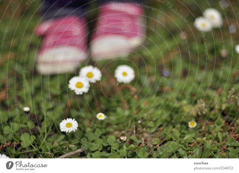I shall or I shall not ... Nature Plant Spring Summer Grass Blossom Meadow Stand Green Pink Flower Daisy Feet Sneakers Exterior shot Day Shallow depth of field
