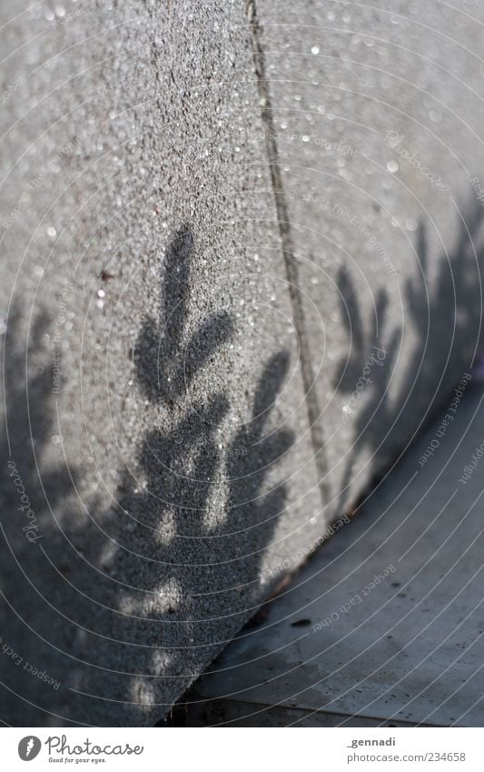 concrete forest Plant Leaf Modern Gray Nature Natural Shadow play Concrete Asphalt Silhouette Structures and shapes Visual spectacle Exterior shot Detail