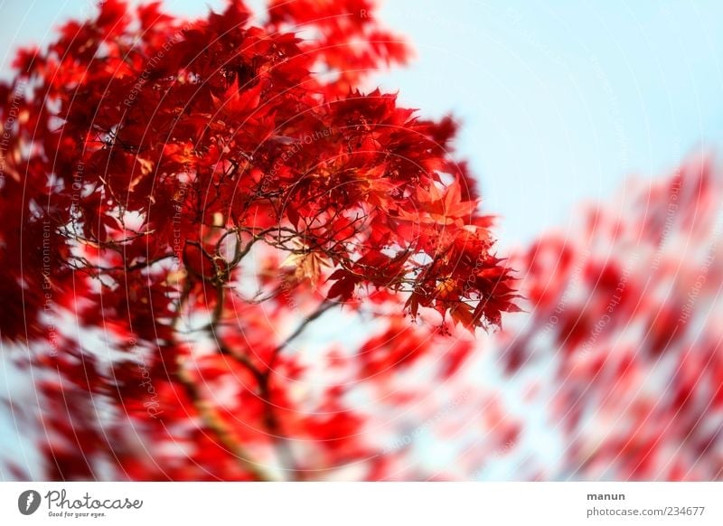 maple photo Nature Spring Tree Leaf Twigs and branches Maple branch Maple tree Natural Beautiful Blue Red Spring fever Colour photo Exterior shot Deserted