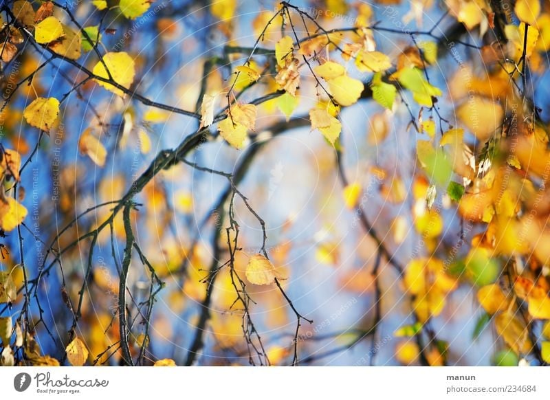 leaf photo Nature Autumn Tree Leaf Birch tree Birch leaves Twigs and branches Autumn leaves Autumnal Autumnal colours Early fall Blue Yellow Gold Seasons