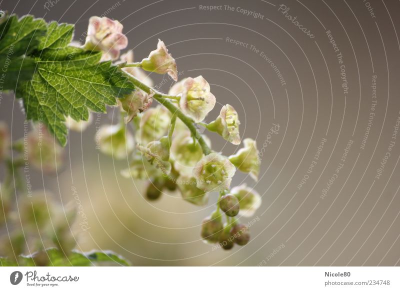 future currants 2 Nature Plant Bushes Leaf Blossom Agricultural crop Garden Gray Green Pink Grape blossom Delicate Colour photo Exterior shot Close-up Detail