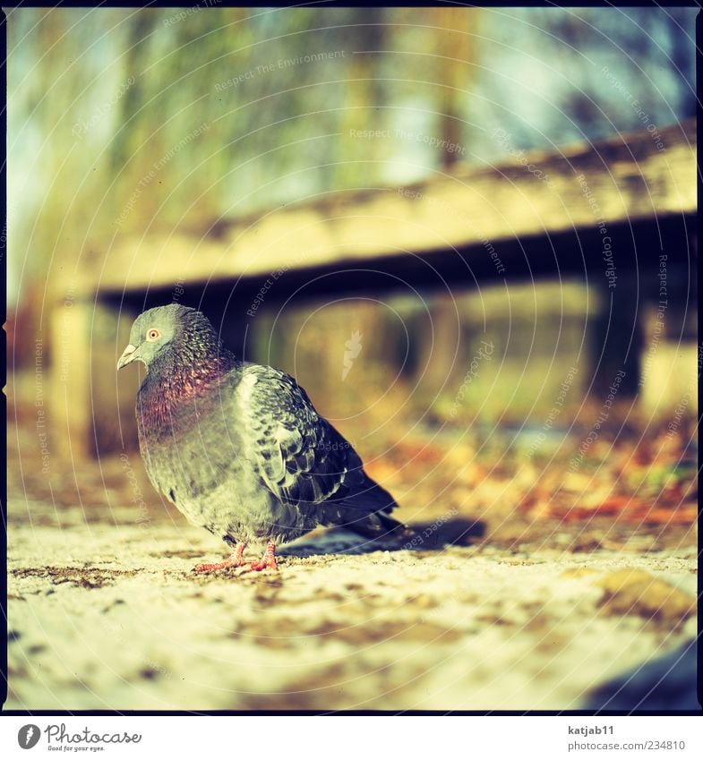 dove Nature Animal Earth Park Wild animal Pigeon 1 Medium format Analog Colour photo Exterior shot Day Sunlight Copy Space top Copy Space right Bird Sit Plumed