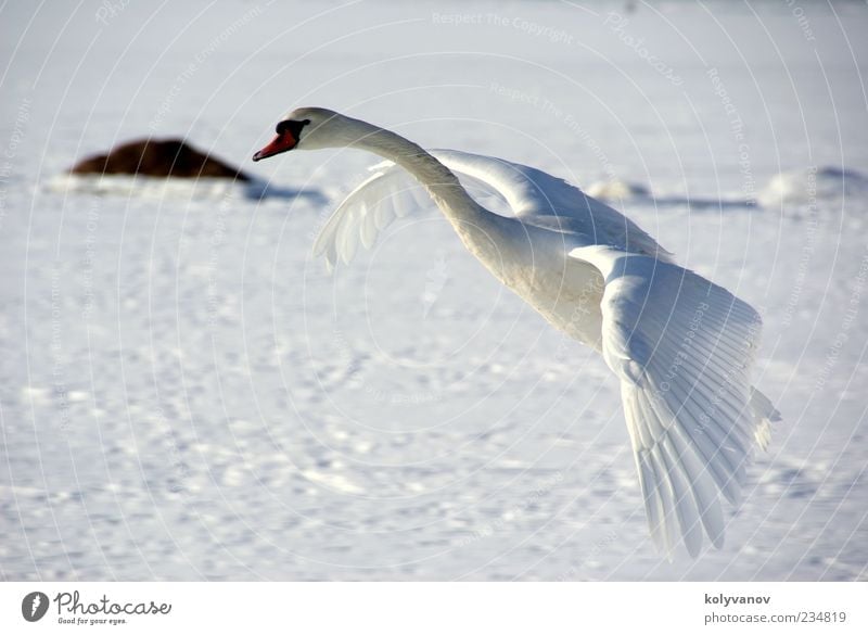 Swan in flight Elegant Beautiful Nature Animal Wild animal Bird 1 Observe Movement Flying Natural Cute White Loyalty Uniqueness Calm Independence Environment