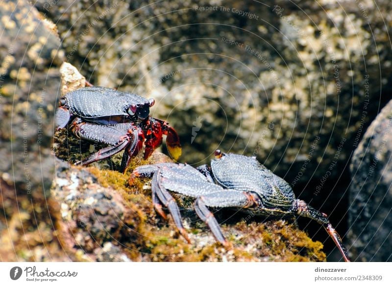 Wild crabs on the rocks Seafood Life Beach Ocean Environment Nature Animal Rock Coast Fresh Natural big claw Living thing crustacean Ecological eyes fauna fight