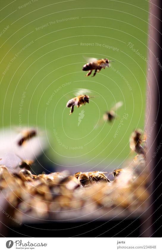 without diligence no honey Wild animal Bee Work and employment Flying Natural Nature Teamwork Diligent Beehive Colour photo Exterior shot Close-up Deserted
