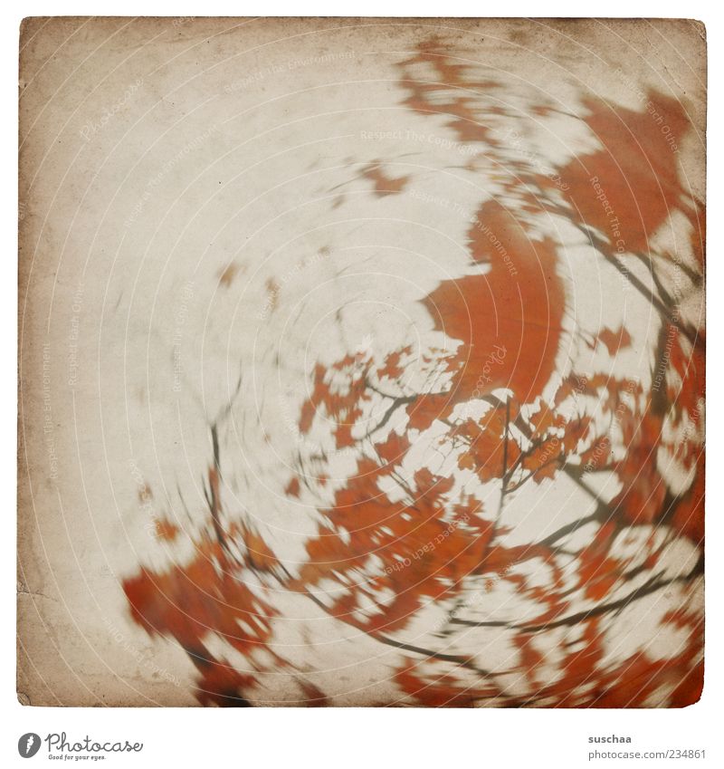 wobble tree picture ... Nature Autumn Tree Round Red Leaf Branch Circle Sky Day Motion blur Blur Deserted Rotate