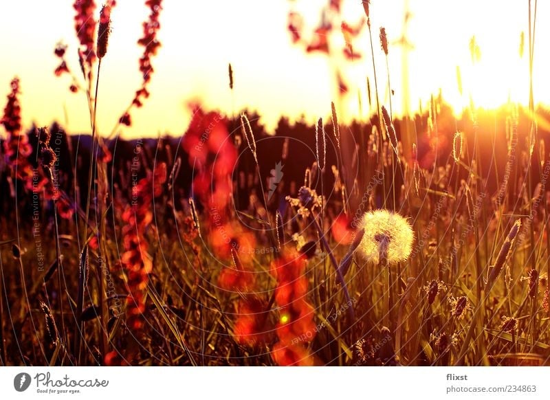 The best of times is now Nature Sunrise Sunset Spring Beautiful weather Flower Bushes Meadow Spring fever Dandelion Colour photo Exterior shot Copy Space top