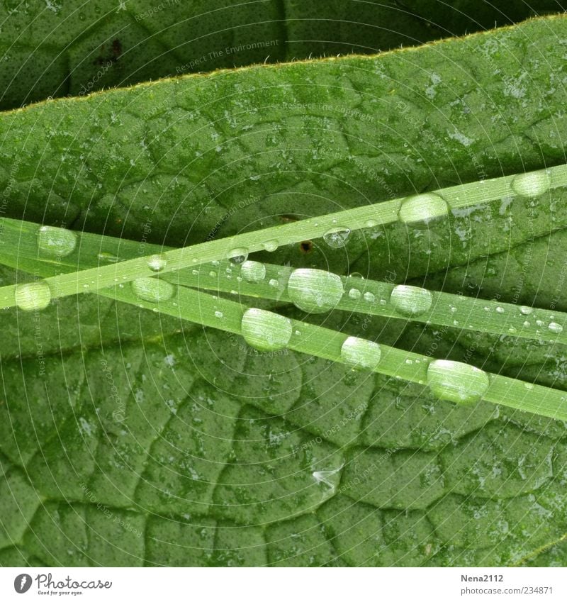 green Nature Plant Water Drops of water Spring Summer Grass Leaf Foliage plant Wet Green Grass green Blade of grass Dew Line Colour photo Exterior shot Close-up