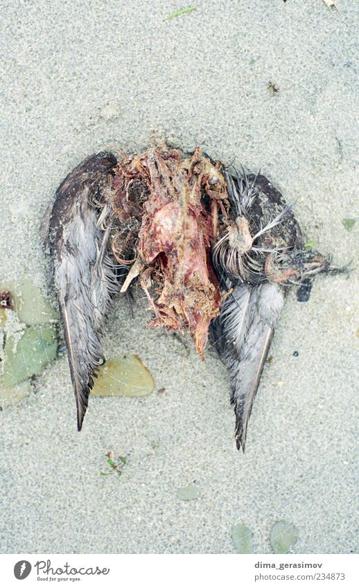 Wings Nature Sand Drops of water Coast Beach Bay Animal Dead animal Bird 1 Aggression Disgust Wet Multicoloured Pain Colour photo Exterior shot Close-up