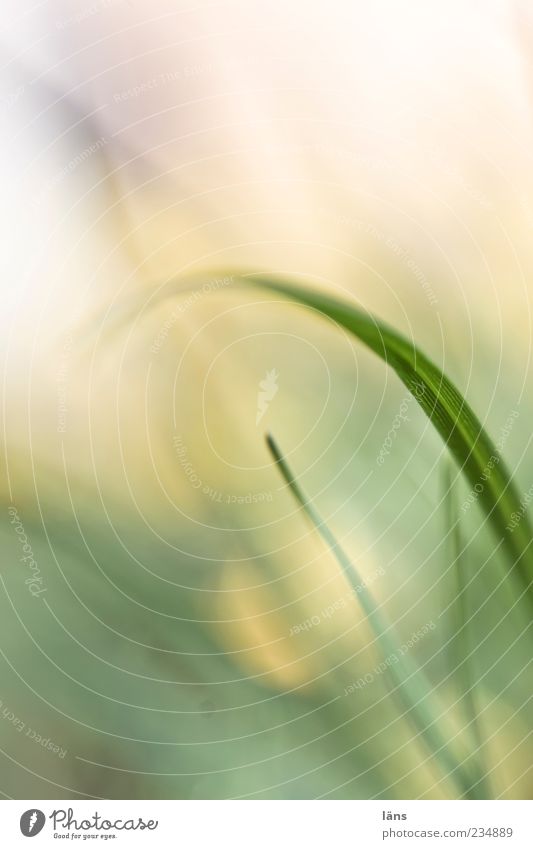 bow Environment Nature Plant Grass Meadow Growth Arch Colour photo Deserted Copy Space top Day Shallow depth of field Detail Blade of grass