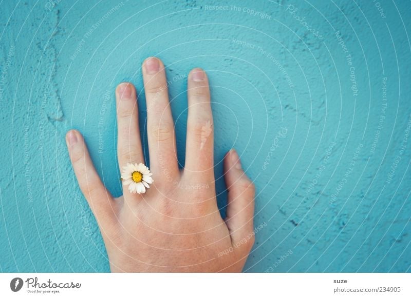 hand signals Hand Plant Spring Flower Blossom Jewellery Ring Natural Blue Environmental protection Daisy Wall (building) Delicate Plaster Eco-friendly Dye