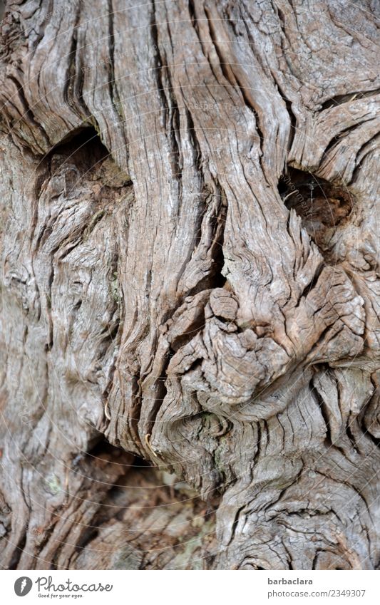 terrible l gnarled root man Face Climate Tree Root Wood Line Looking Old Exceptional Emotions Bizarre Nature Senses Survive Environment Decline Change