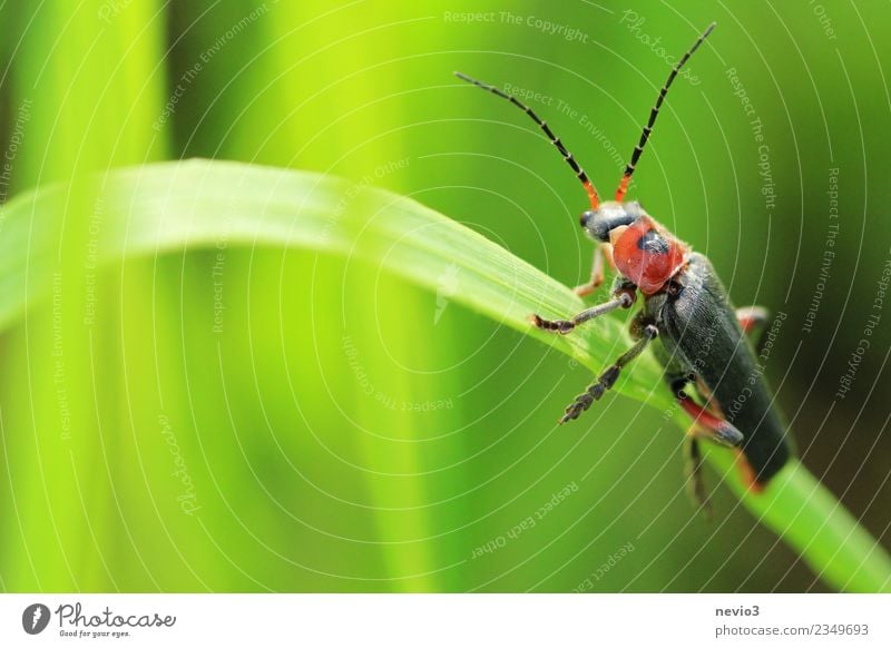 Tip beetle on a blade of grass Environment Nature Plant Animal Spring Summer Grass Foliage plant Garden Park Meadow Wild animal Beetle 1 Small Green