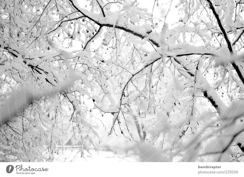 Who by water Winter Snow Environment Nature Weather Ice Frost Tree Forest Freeze Cold Soft White Analog Branch Deserted Black & white photo Exterior shot