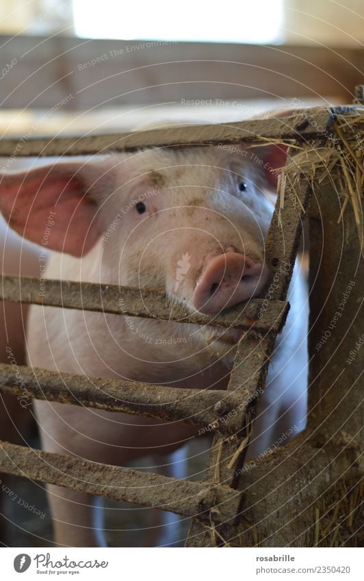 Pig with a view into the camera bites into lattice bars New Year's Eve Trunk Barn pigsty Farm Agriculture Grating Cage Bristles Animal Pet Farm animal Swine