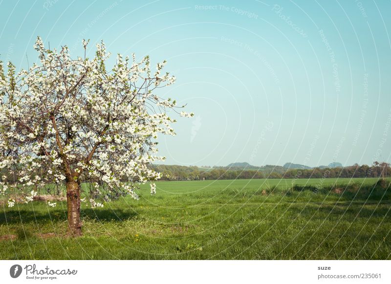 unique piece Summer Environment Nature Landscape Plant Sky Horizon Spring Climate Beautiful weather Tree Grass Blossom Foliage plant Agricultural crop Meadow