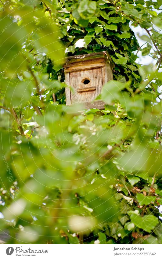 Bird house in a tree with green leaves Environment Nature Garden Forest Animal Spring fever Beginning Birdhouse Tree Green Overgrown Leaf Leaf canopy Vista