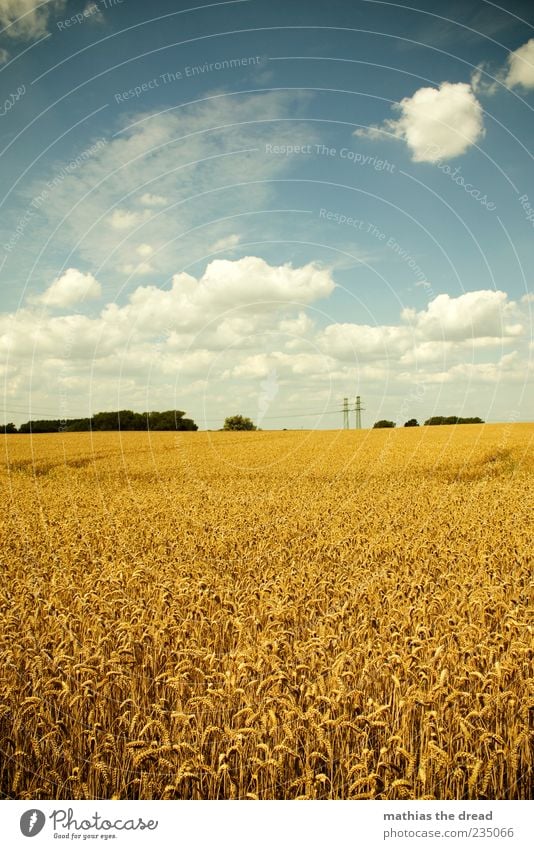 summer Environment Nature Landscape Plant Sky Clouds Horizon Summer Beautiful weather Tree Grass Agricultural crop Field Infinity Grain Barleyfield Mature