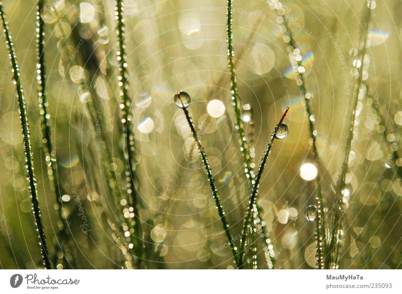 Dew on grass Nature Plant Elements Earth Water Drops of water Sunrise Sunset Sunlight Spring Climate Rain Grass Leaf Exotic Garden Park Chaos Colour Emotions