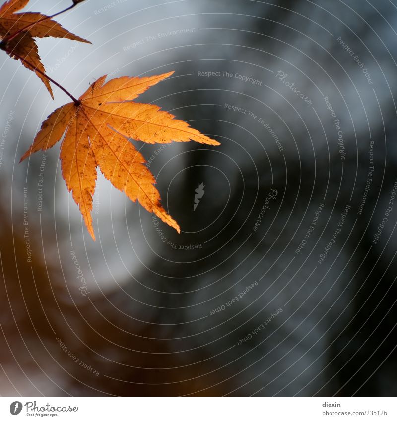 fall leaves Nature Plant Autumn Leaf Old Hang Colour photo Exterior shot Deserted Copy Space right Copy Space bottom Back-light Shallow depth of field Autumnal