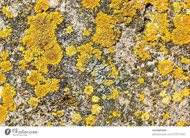 yellow moss on stone surface Decoration Nature Plant Moss Rock Stone Old Growth Natural Yellow Gray White Colour lichen Consistency Surface background textured