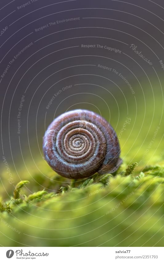 Mystical Nature Plant Moss Snail Snail shell Esthetic Dark Round Brown Gray Green Protection Design Art Calm Symmetry Spiral Structures and shapes Sign Whorl
