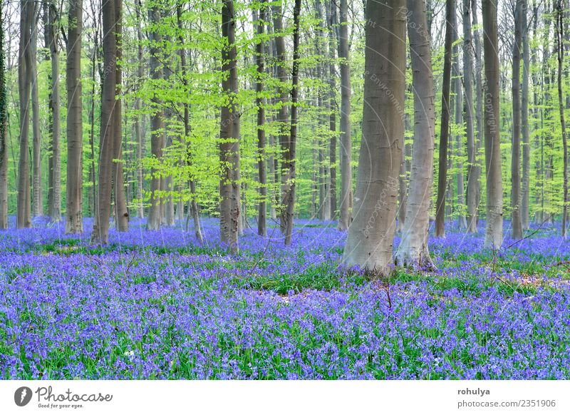 spring forest with many violet bell flowers Beautiful Vacation & Travel Environment Nature Landscape Spring Beautiful weather Plant Tree Flower Blossom Garden