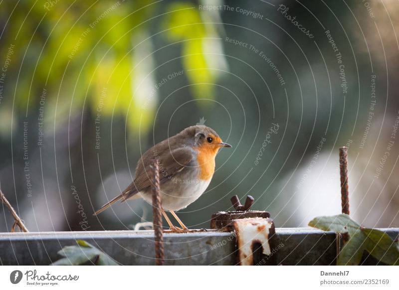 Red Robin Robin I Spring Beautiful weather Plant Garden Animal Wild animal Bird Animal face Wing 1 Observe Feeding Small Brown Green Safety Protection