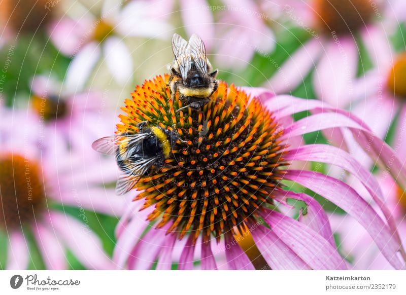 Two bees at work Garden Nature Landscape Plant Animal Spring Summer Beautiful weather Flower Blossom Foliage plant Farm animal Wild animal Bee Wing 2 Flock