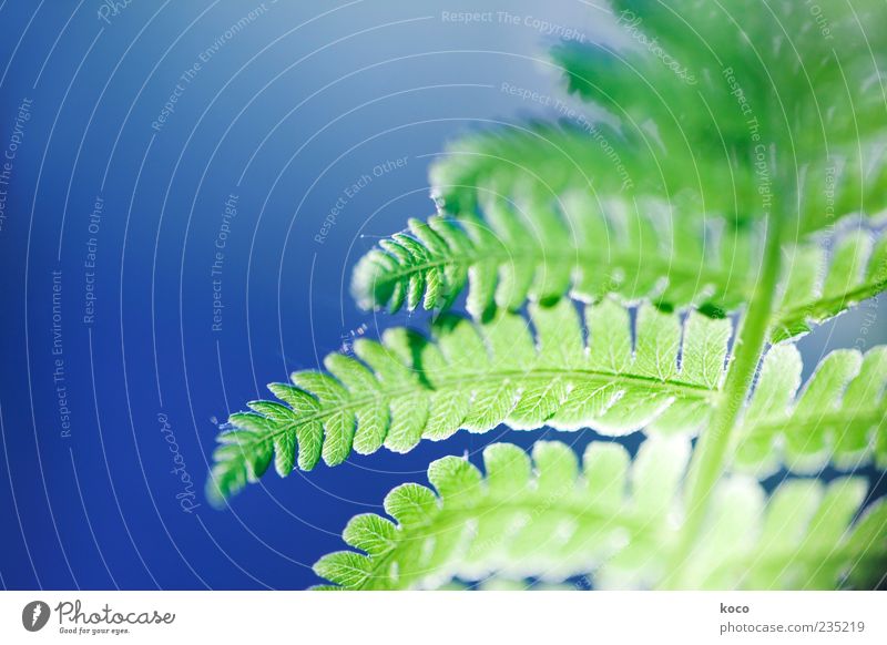 Fern in backlight Sun Spring Summer Plant Leaf Growth Esthetic Exceptional Fresh Glittering Blue Green Beautiful Colour photo Close-up Detail
