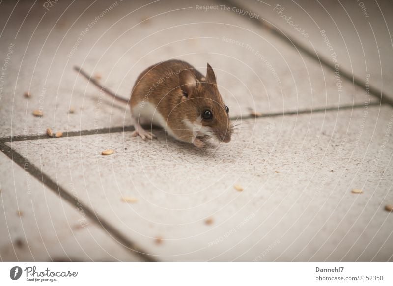Here comes the mouse I Animal Wild animal Pelt 1 Observe Eating To feed Feeding Disgust Small Cute Brown Curiosity Interest Appetite Fear Mouse Grain Tile Snout