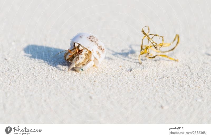 Hermit crab IV Vacation & Travel Adventure Summer Beach Ocean Island Environment Nature Sand Coast Maldives Animal Wild animal Mussel Animal face Animal tracks