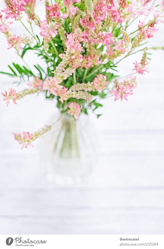 wild flowers Nature Spring Summer Plant Flower Blossom Bright Beautiful Green Pink White Bouquet Decoration Vase Flower vase Flowering plant Picked Wooden table