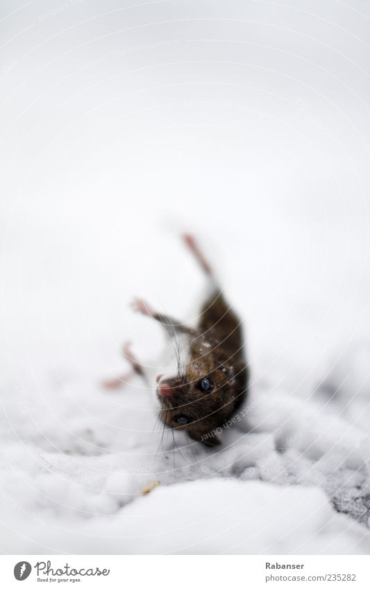 Mouse on handle Nature Water Ice Frost Animal Wild animal Pelt Claw Paw 1 Emotions Sadness Grief Exhaustion Death Rat Freeze to death Nose Eyes Rigor mortis