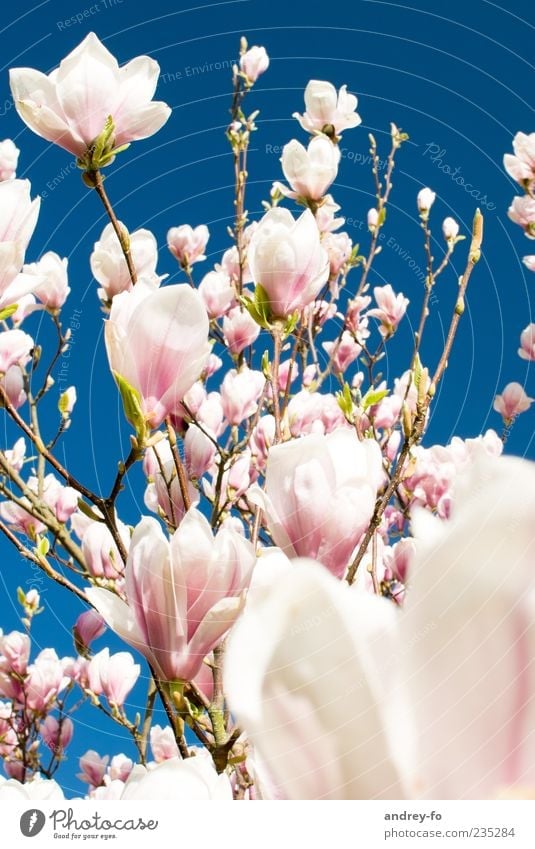 magnolia tree Nature Sky Cloudless sky Spring Summer Beautiful weather Tree Flower Blossom Blue Pink Magnolia tree Magnolia blossom Spring flower Spring colours