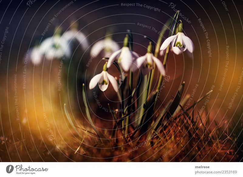 Snowdrops - Stars Environment Nature Earth Sun Sunlight Spring Beautiful weather Plant Flower Leaf Blossom Wild plant Spring flowering plant Flowering plant