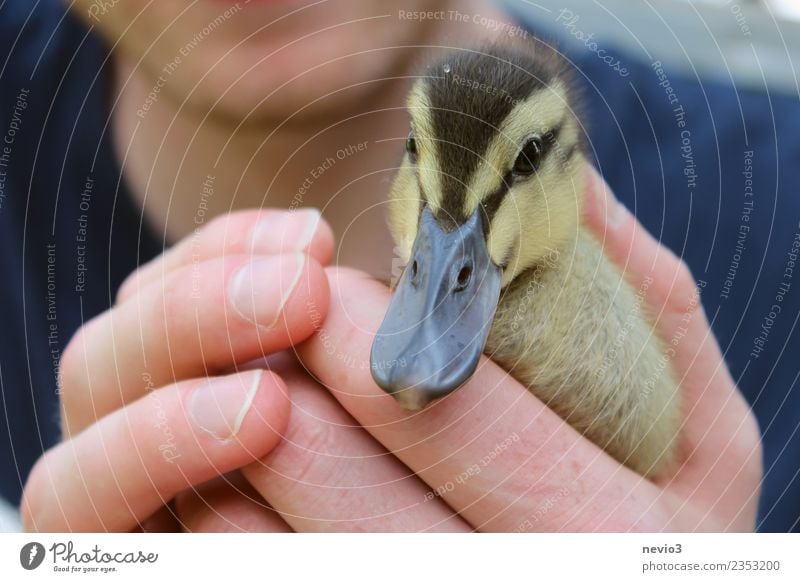 Little duck in the hands of a young man Human being Masculine Young man Youth (Young adults) Man Adults Body Hand Fingers 18 - 30 years Animal Pet Farm animal