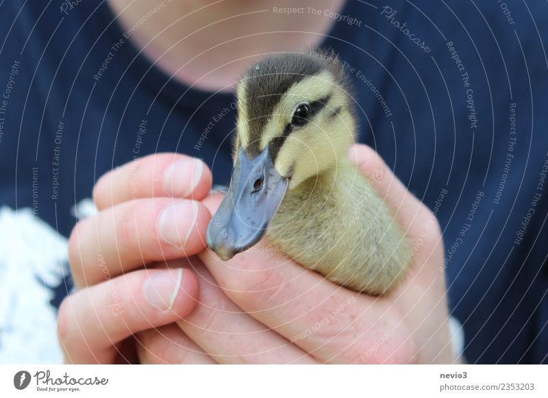 Duckling in the hands of a young man Young man Youth (Young adults) Man Adults Body 1 Human being 18 - 30 years Animal Pet Farm animal Wild animal Bird