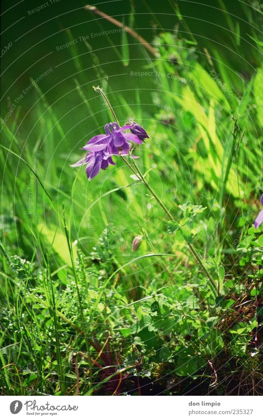 orchid Nature Spring Summer Plant Grass Wild plant Exotic Meadow Blossoming Growth Fragrance Green Violet Moody Analog Colour photo Exterior shot Detail